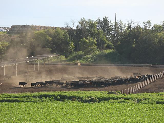 Heavy rains across the High Plains region in recent weeks have saturated soils. Mud management in feedyards begins before the rain falls, according to extension specialists. (DTN file photo)