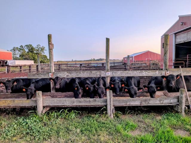 Rain delays offered a chance to sort replacement heifers on Rath Farms near Belgrade, Minnesota. (Photo courtesy of Tyler Rath)