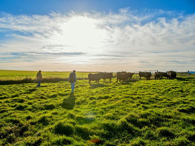 A district court in North Dakota struck down a portion of a state law on appointments to the state's beef commission. (DTN file photo)